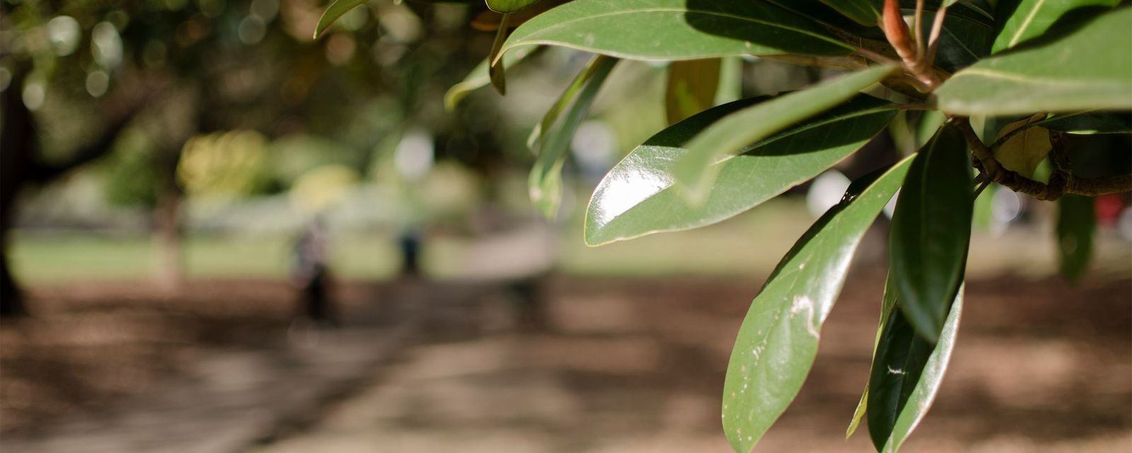 Killara