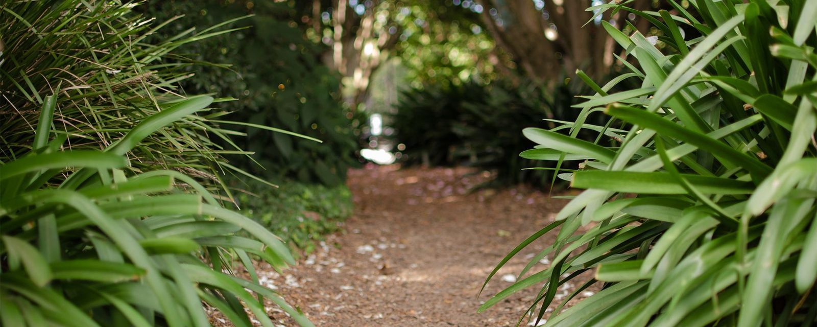 East Killara